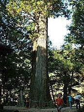 佐賀県天然記念物「小川内の杉」